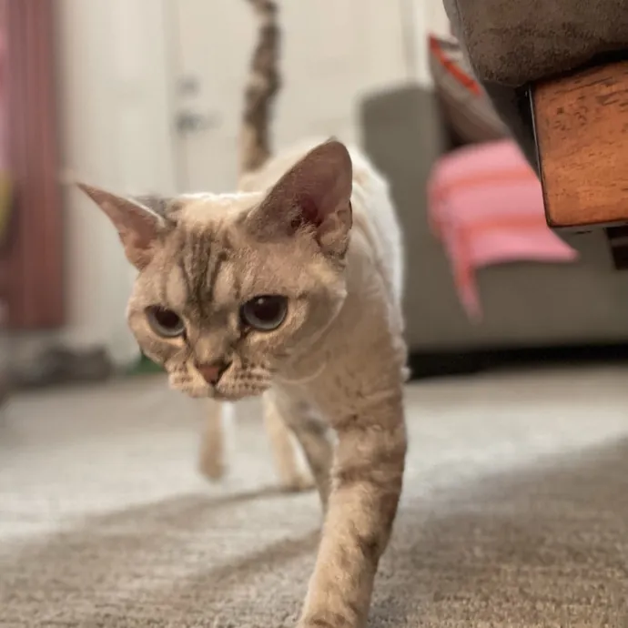 Maryann's Kitty Sitting
