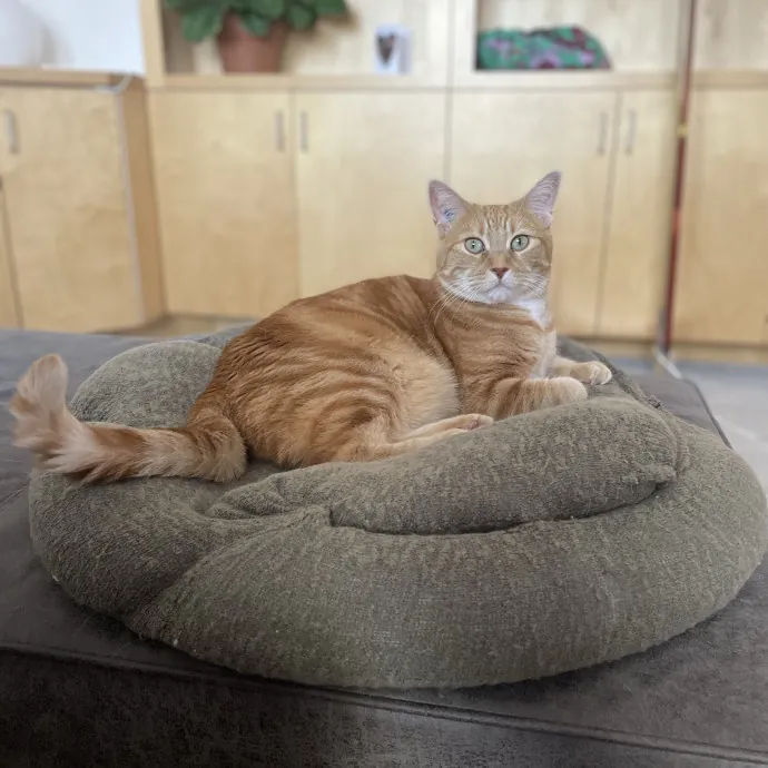 Maryann's Kitty Sitting