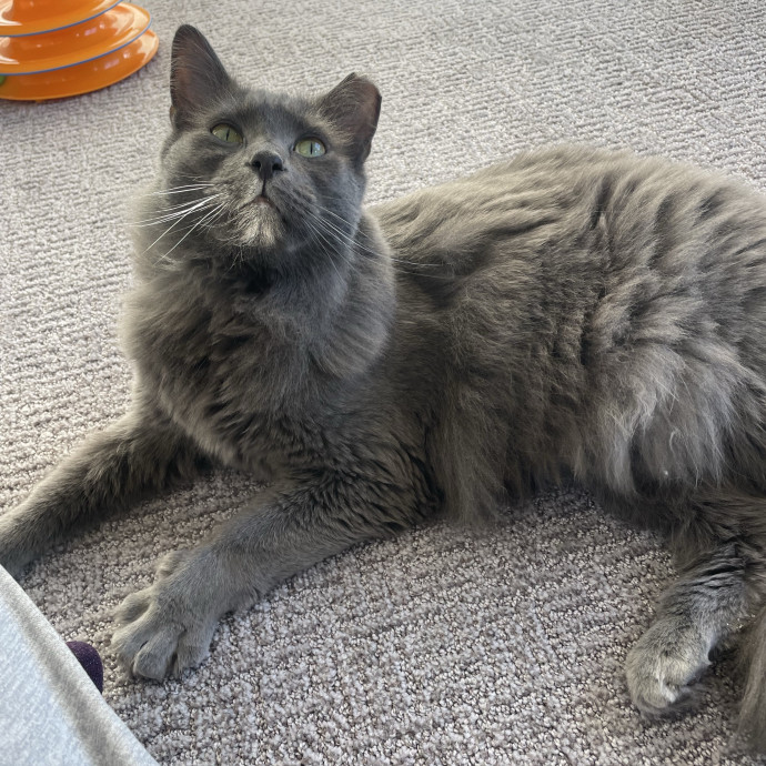 Maryann's Kitty Sitting