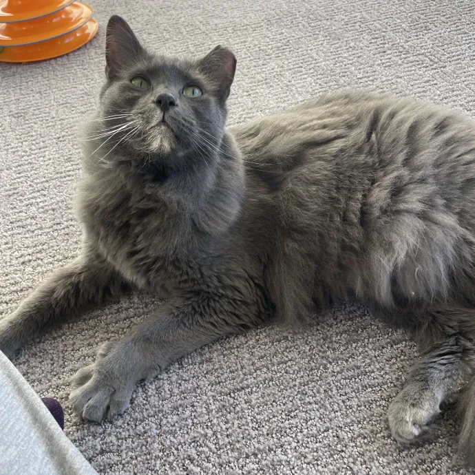 Maryann's Kitty Sitting