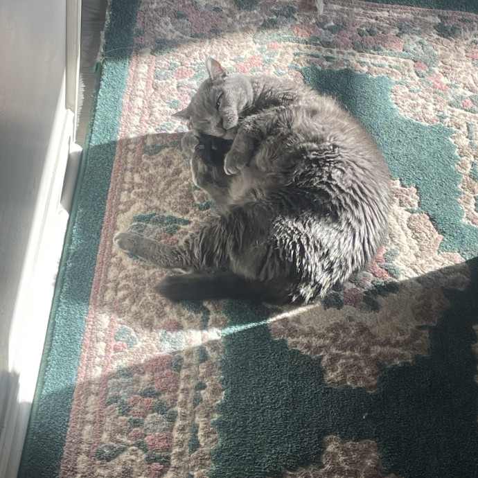 Maryann's Kitty Sitting
