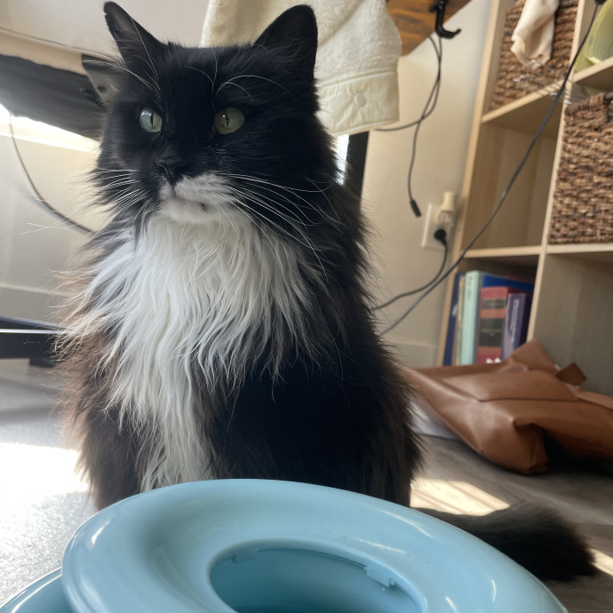 Maryann's Kitty Sitting