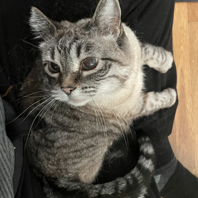 Maryann's Kitty Sitting