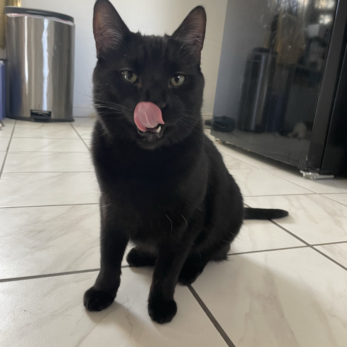 Maryann's Kitty Sitting
