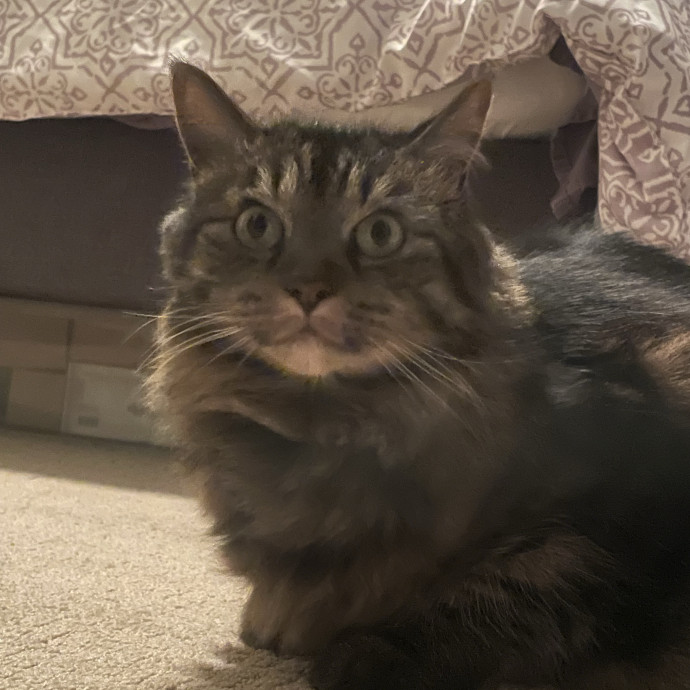 Maryann's Kitty Sitting