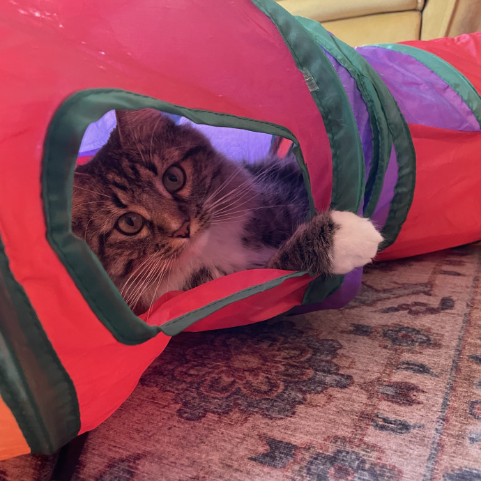 Maryann's Kitty Sitting