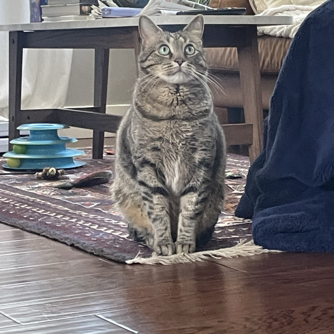 Maryann's Kitty Sitting