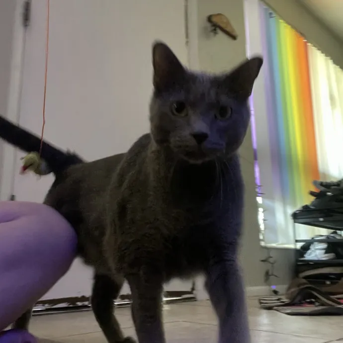 Maryann's Kitty Sitting