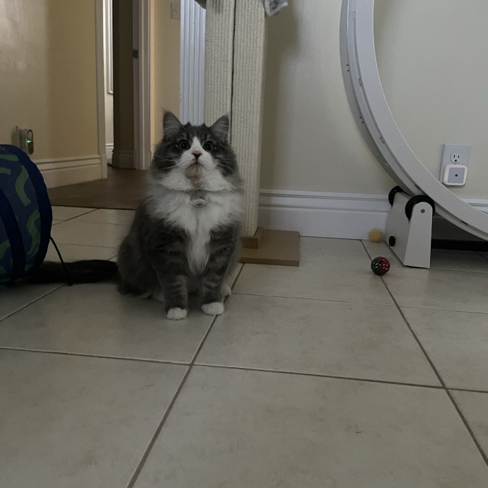 Maryann's Kitty Sitting