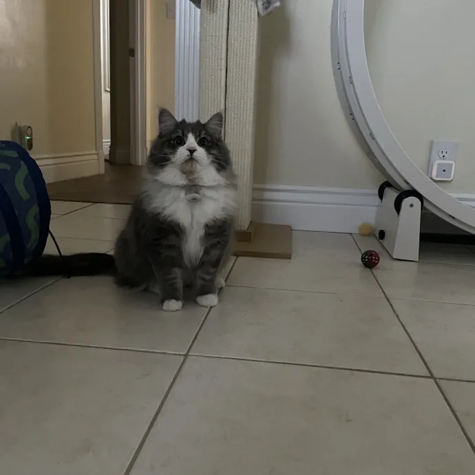 Maryann's Kitty Sitting