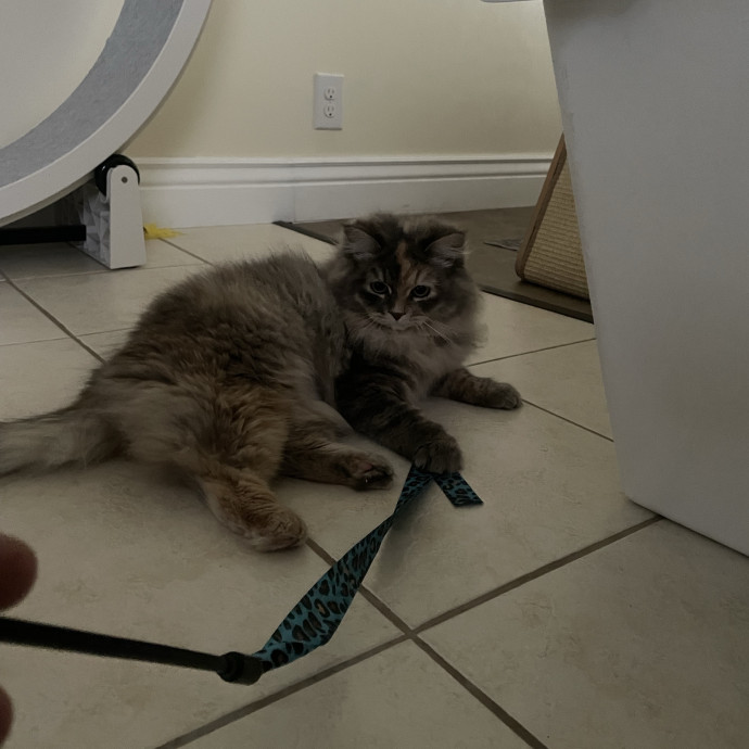 Maryann's Kitty Sitting