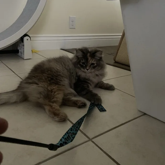 Maryann's Kitty Sitting