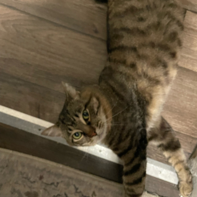 Maryann's Kitty Sitting