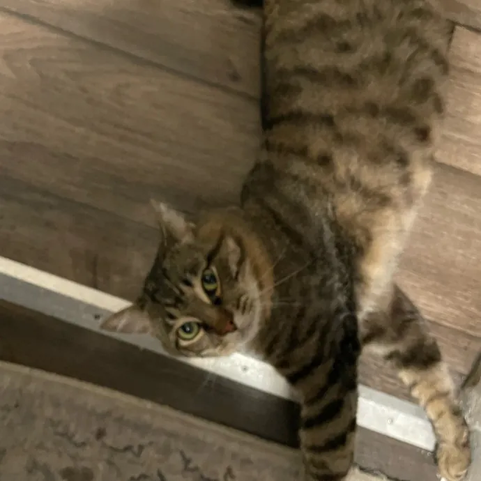 Maryann's Kitty Sitting
