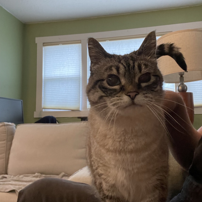 Maryann's Kitty Sitting