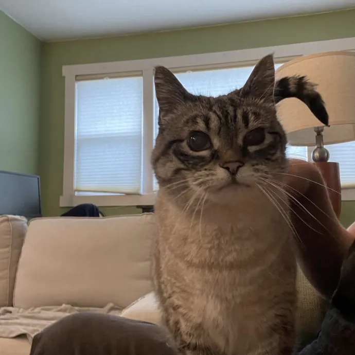 Maryann's Kitty Sitting