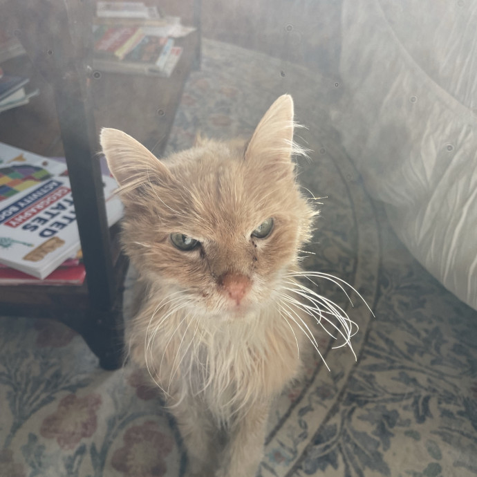 Maryann's Kitty Sitting