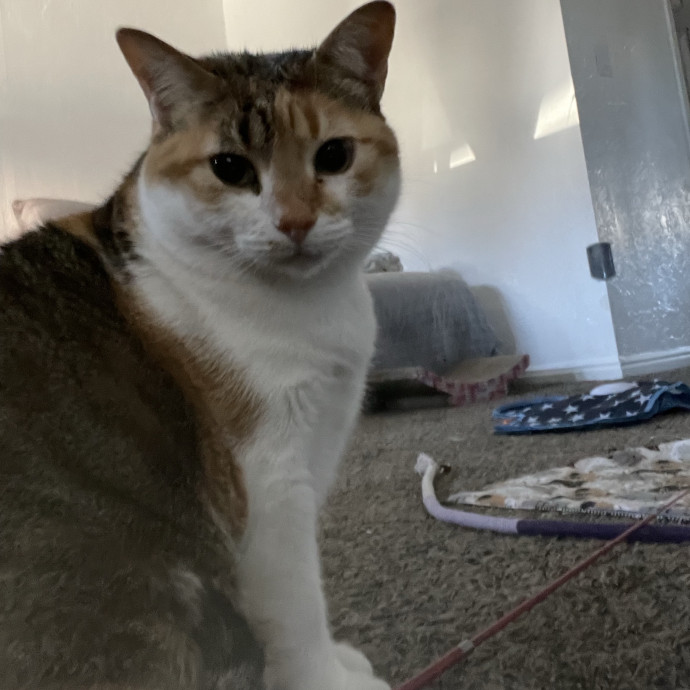 Maryann's Kitty Sitting