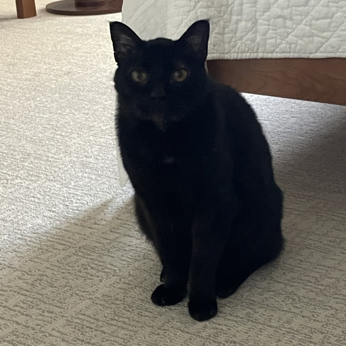 Maryann's Kitty Sitting