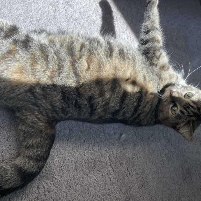 Maryann's Kitty Sitting