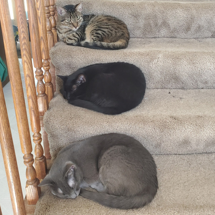 Shatoria's Cozy Cat Care