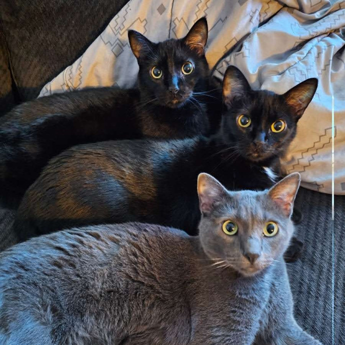 Shatoria's Cozy Cat Care