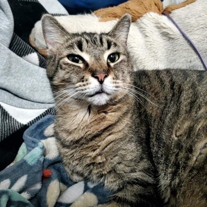 Shatoria's Cozy Cat Care
