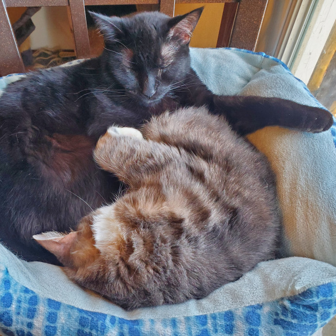 Shatoria's Cozy Cat Care