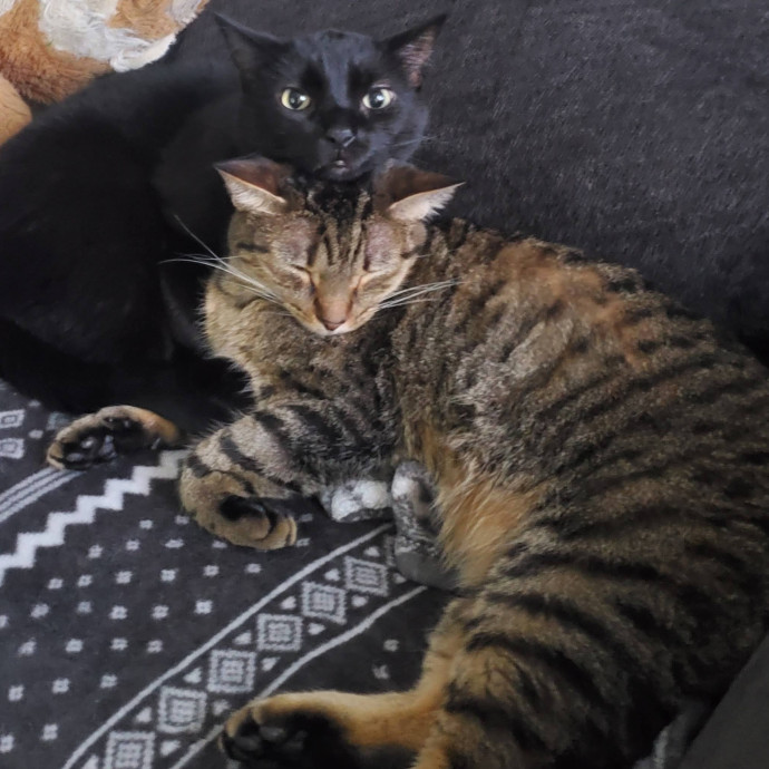 Shatoria's Cozy Cat Care