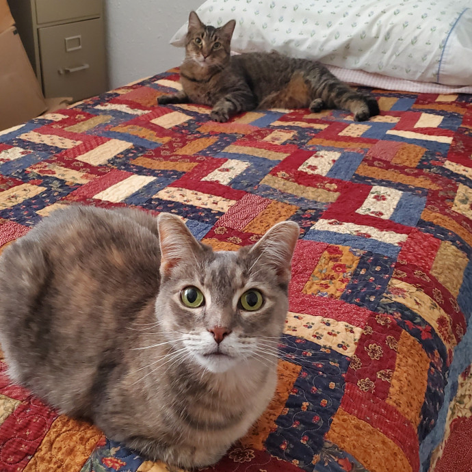 Shatoria's Cozy Cat Care