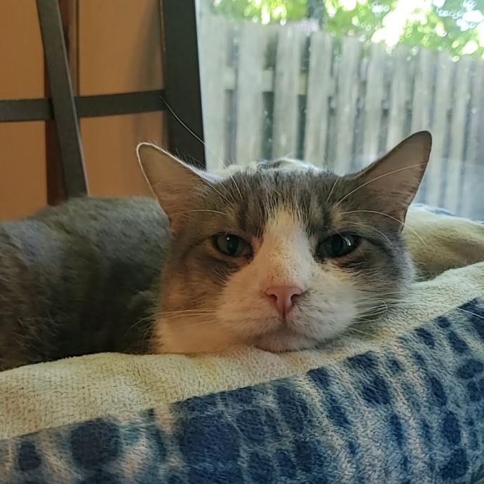 Shatoria's Cozy Cat Care