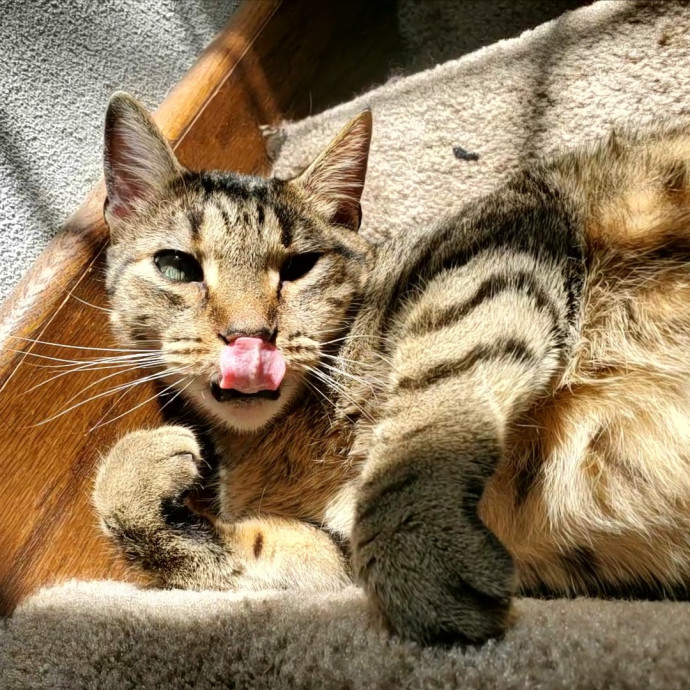 Shatoria's Cozy Cat Care