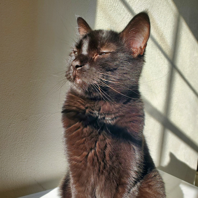 Shatoria's Cozy Cat Care