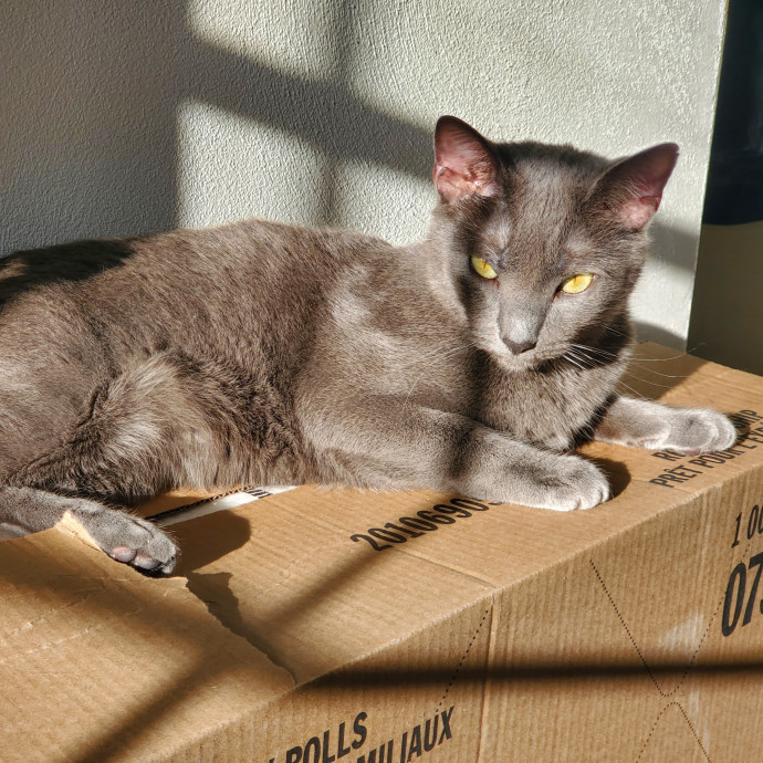 Shatoria's Cozy Cat Care photo 3