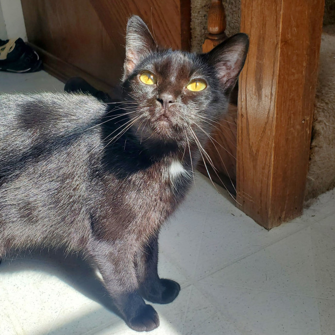 Shatoria's Cozy Cat Care photo 2