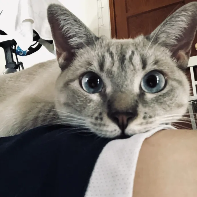 The Purr-Fect Sitter photo 3
