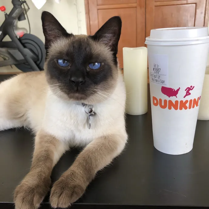 The Purr-Fect Sitter photo 2