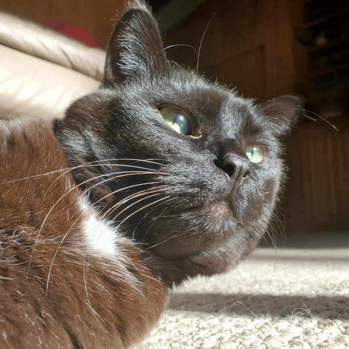 Pet Care By Claire photo 3