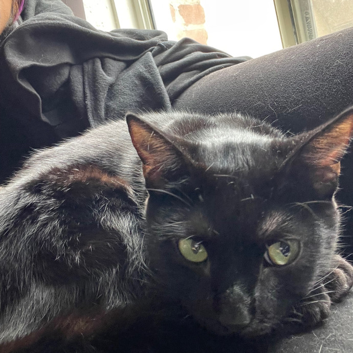 Melissa's Cat Care