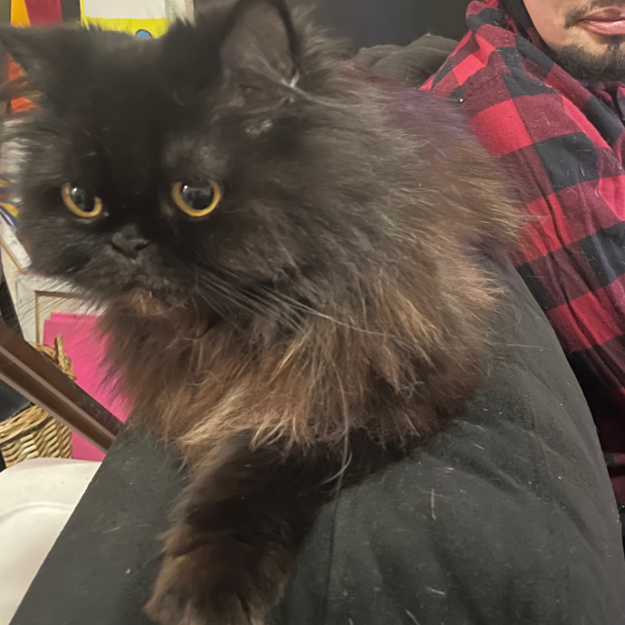 Melissa's Cat Care