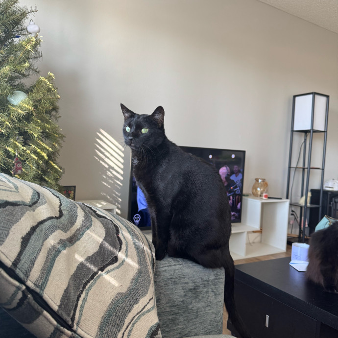 Melissa's Cat Care
