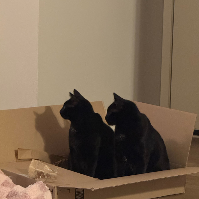 Melissa's Cat Care