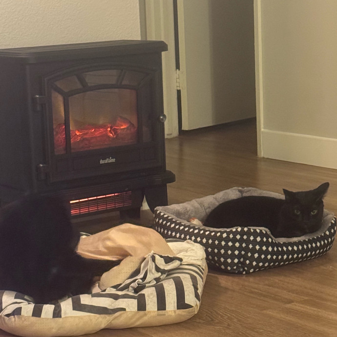 Melissa's Cat Care photo 3