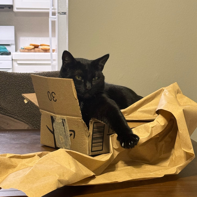 Melissa's Cat Care photo 2