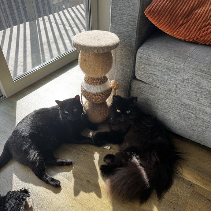 Melissa's Cat Care photo 2
