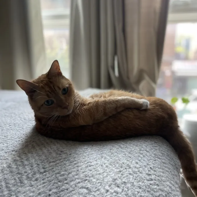 Brooklyn-Based Cat Person photo 4