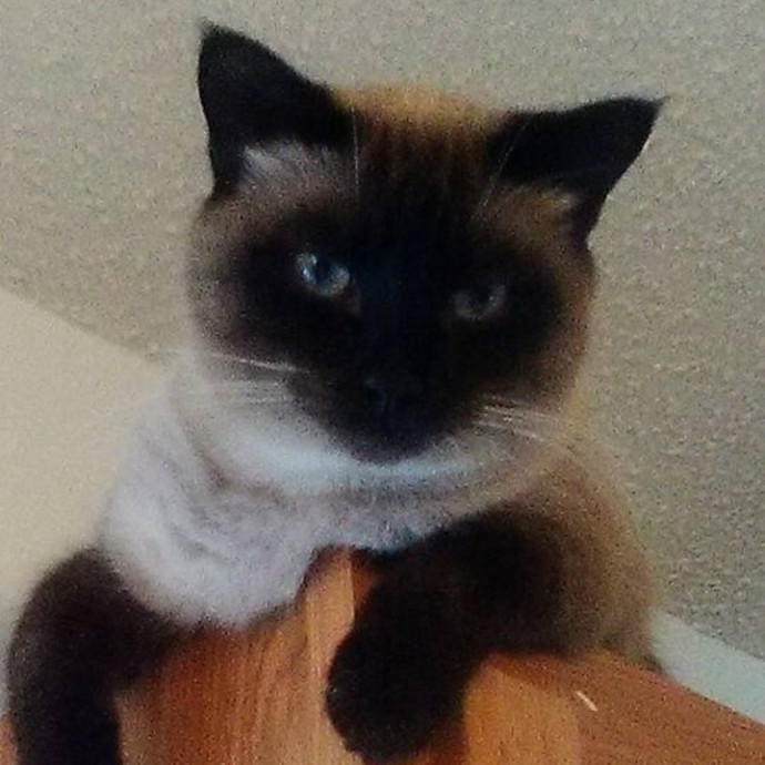 Purrfect Cat Sitting
