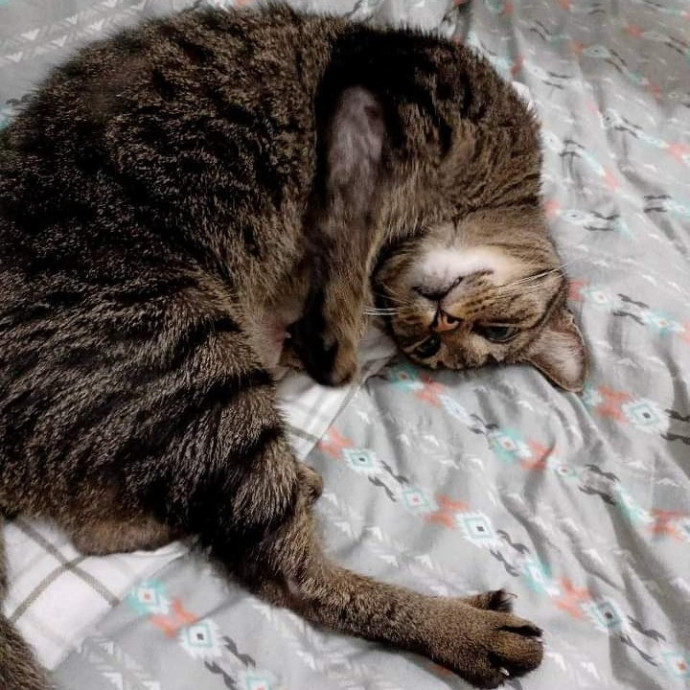 Purrfect Cat Sitting