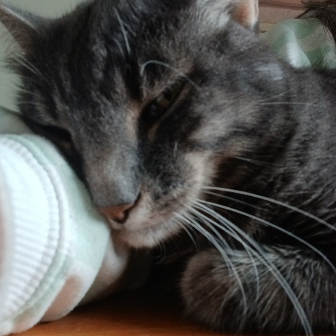 Purrfect Cat Sitting
