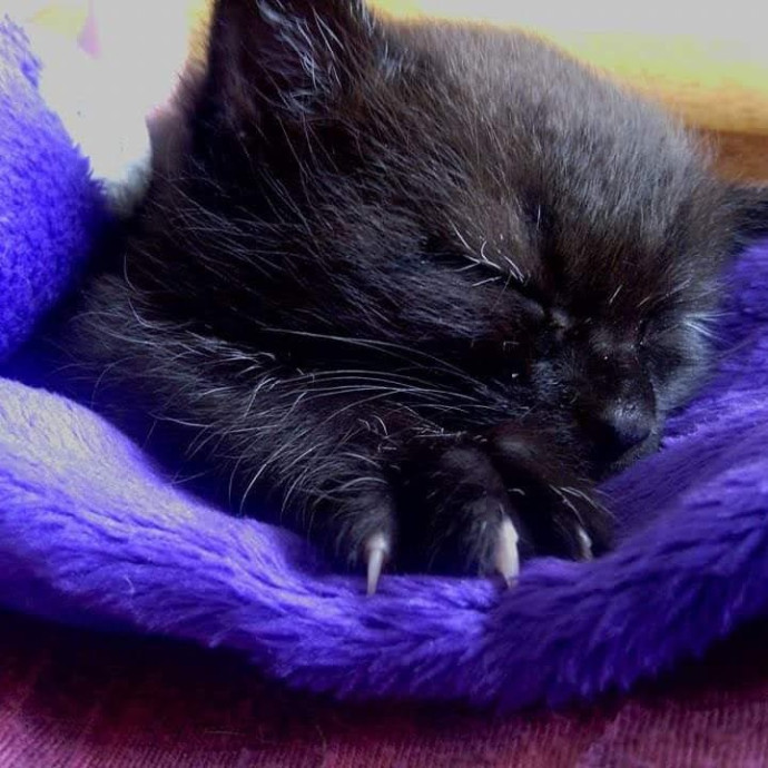 Purrfect Cat Sitting